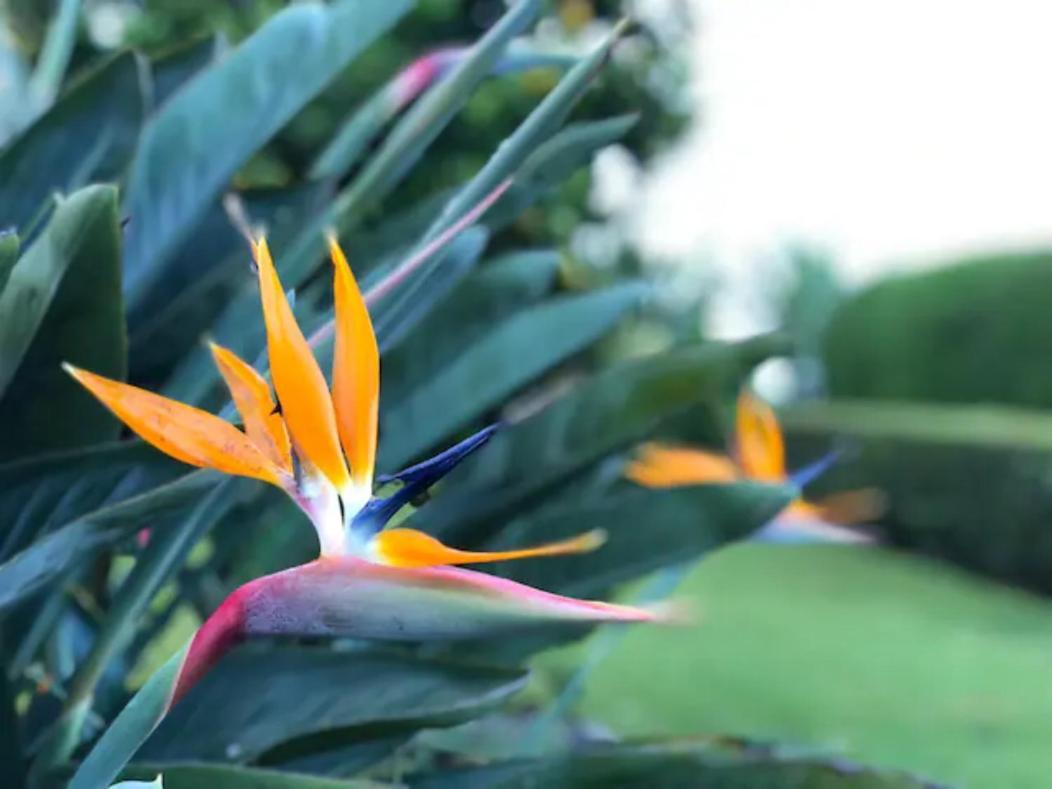 Apartment Coffee Garden Ranch Costa Rica *