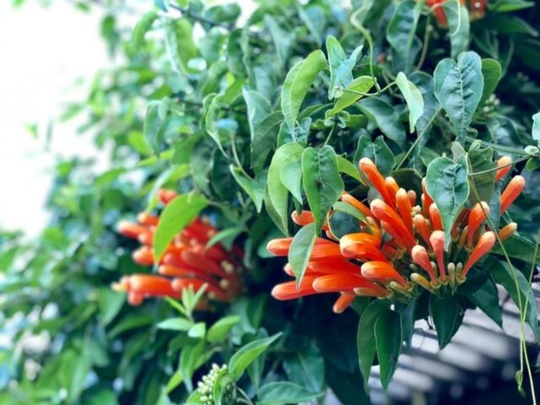 Apartment Coffee Garden Ranch Costa Rica