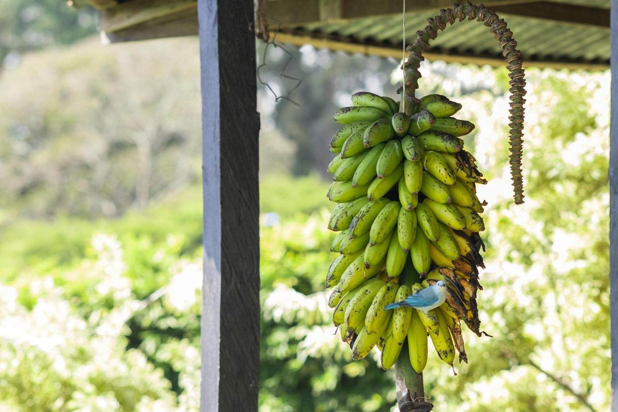 Coffee Garden Ranch Costa Rica *